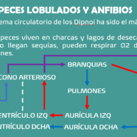 Se VENDEN a BUEN precio APUNTES de 3o y 4to de BIOLOGÍA (NOTA más baja con ellos 8,7)
